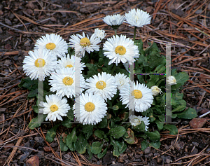 Picture of Bellis perennis 'Carpet White'