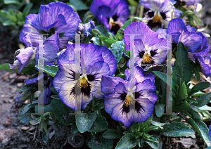 Picture of Viola x wittrockiana 'Bingo Blue Frost'