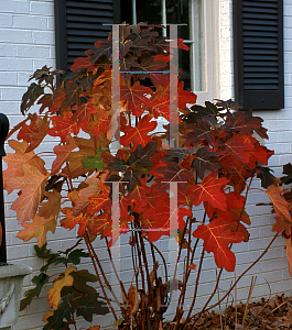 Picture of Hydrangea quercifolia 