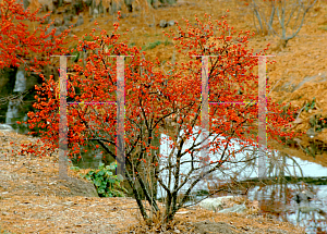 Picture of Ilex verticillata 