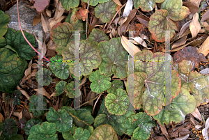 Picture of Heuchera americana 