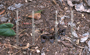 Picture of Asarum megacalyx 