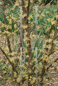 Picture of Cornus mas 'Spring Glow'