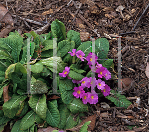 Picture of Primula vulgaris 