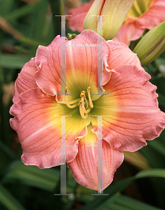 Picture of Hemerocallis  'Rose Emily'