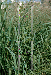 Picture of Panicum virgatum 'Dallas Blues'