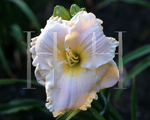 Picture of Hemerocallis  'Siloam Ralph Henry'