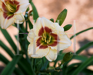 Picture of Hemerocallis  'Siloam Peewee'