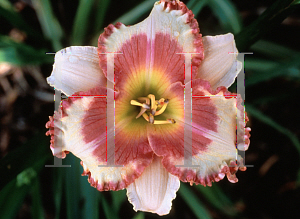 Picture of Hemerocallis  'Strawberry Fields Forever'