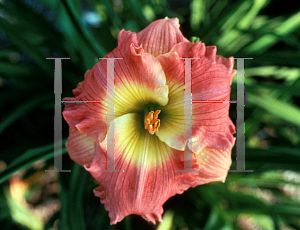 Picture of Hemerocallis  'Siloam Sue Mills'