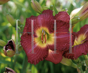 Picture of Hemerocallis  'Siloam Irving Hepner'