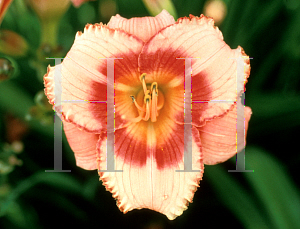 Picture of Hemerocallis  'Strawberry Candy'