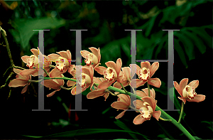 Picture of Cymbidium x 'Mary Bea'