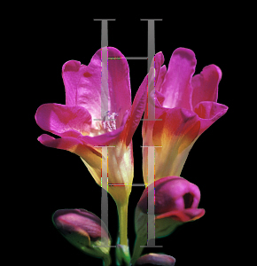 Picture of Freesia x hybrida 