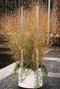 Picture of Panicum virgatum 