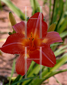 Picture of Hemerocallis  'Wide Wide World'