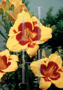 Picture of Hemerocallis  'Black Eyed Stella'