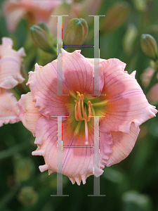 Picture of Hemerocallis  'Janice Brown'