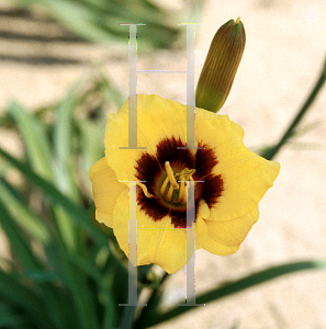 Picture of Hemerocallis  'Lightning Bug'