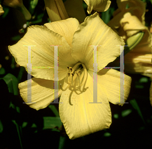 Picture of Hemerocallis  'Buttered Popcorn'