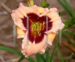 Picture of Hemerocallis  'Siloam Bo Peep'