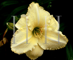 Picture of Hemerocallis  'Atlanta Moonlight'