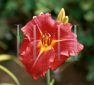 Picture of Hemerocallis  'Little Red Warbler'