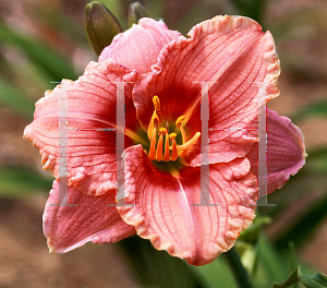 Picture of Hemerocallis  'Siloam Bye Lo'
