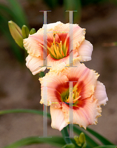 Picture of Hemerocallis  'Siloam Cinderella'