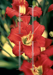 Picture of Hemerocallis  'Pardon Me'