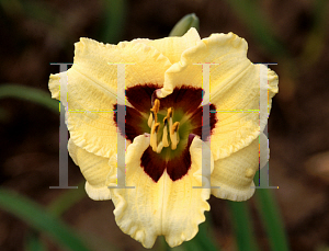 Picture of Hemerocallis  'Siloam Doodlebug'