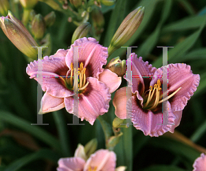 Picture of Hemerocallis  'Siloam Merle Kent'