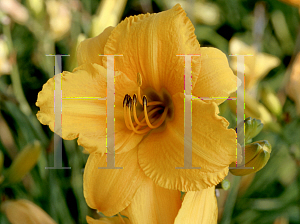 Picture of Hemerocallis  'Spellbinder'