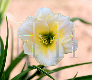 Picture of Hemerocallis  'Siloam Tiny Tears'