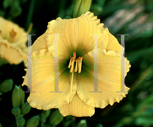 Picture of Hemerocallis  'Cragmoor Sweetheart'