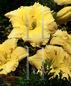 Picture of Hemerocallis  'Siloam Sunday Best'