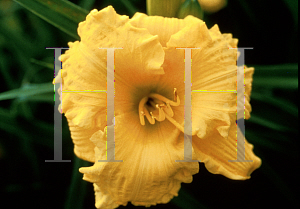 Picture of Hemerocallis  'Siloam Special'