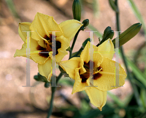 Picture of Hemerocallis  'Siloam June Bug'