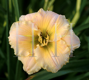 Picture of Hemerocallis  'Siloam Rainbow Magic'