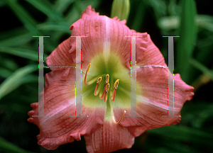 Picture of Hemerocallis  'Sue Rothbauer'