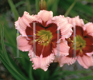 Picture of Hemerocallis  'Mardi Gras Parade'