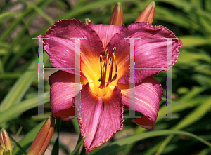 Picture of Hemerocallis  'Chicago Arnies Choice'