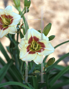 Picture of Hemerocallis  'Siloam Peewee'