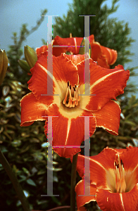 Picture of Hemerocallis  'Bright Sunset'