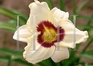 Picture of Hemerocallis  'Pandoras Box'