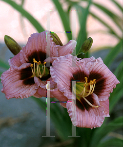 Picture of Hemerocallis  'Siloam Tee Tiny'