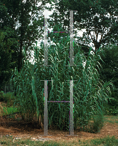 Picture of Arundo donax 'Picta'