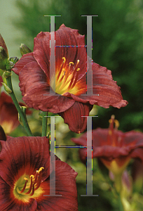 Picture of Hemerocallis  'Siloam Plum Tree'