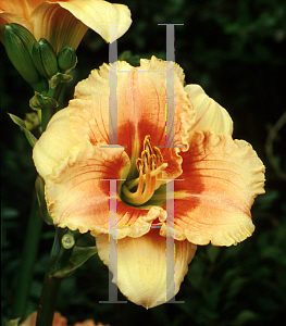 Picture of Hemerocallis  'Siloam French Doll'