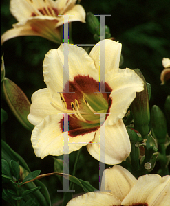 Picture of Hemerocallis  'Siloam Edith Sholar'